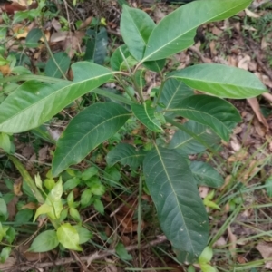 Rhodomyrtus psidioides at The Gap, NSW - suppressed