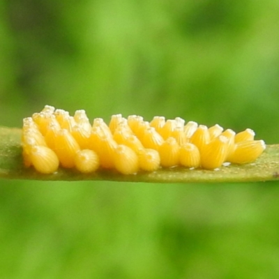 Unverified Insect at Lions Youth Haven - Westwood Farm A.C.T. - 4 Jan 2024 by HelenCross