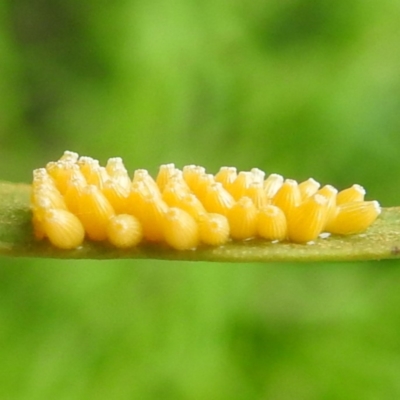 Unidentified Insect at Lions Youth Haven - Westwood Farm A.C.T. - 4 Jan 2024 by HelenCross