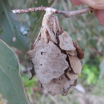 Hyalarcta huebneri (Leafy Case Moth) at Lions Youth Haven - Westwood Farm - 4 Jan 2024 by HelenCross