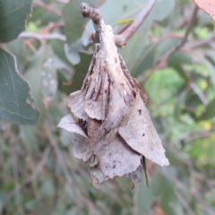 Hyalarcta huebneri at Lions Youth Haven - Westwood Farm A.C.T. - 4 Jan 2024 12:37 PM