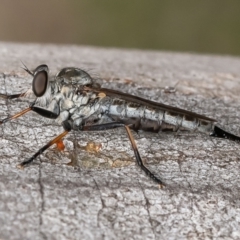 Unidentified Robber fly (Asilidae) at Latham, ACT - 4 Jan 2024 by Roger