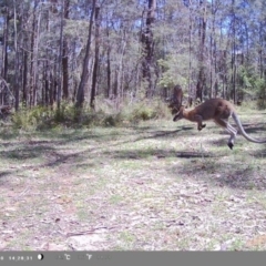 Notamacropus rufogriseus (Red-necked Wallaby) at Oakdale, NSW - 4 Jan 2024 by bufferzone