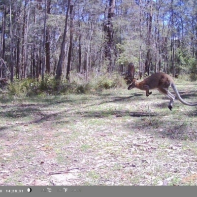 Notamacropus rufogriseus (Red-necked Wallaby) at Oakdale, NSW - 4 Jan 2024 by bufferzone