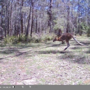 Notamacropus rufogriseus at Wollondilly Local Government Area - 4 Jan 2024