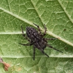 Badumna insignis (Black House Spider) at Isaacs, ACT - 4 Jan 2024 by galah681
