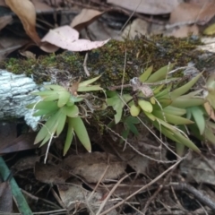 Unidentified Orchid at The Gap, NSW - 4 Jan 2024 by poszum