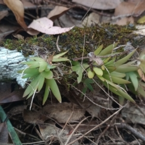 Oberonia (genus) at The Gap, NSW - suppressed