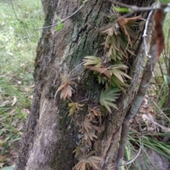 Oberonia (genus) at The Gap, NSW - suppressed