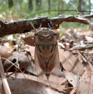 Thopha saccata at The Gap, NSW - 4 Jan 2024