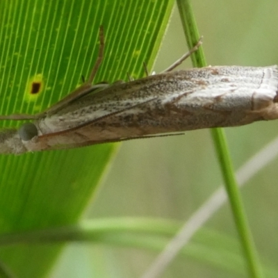 Culladia cuneiferellus (Crambinae moth) at Charleys Forest, NSW - 3 Jan 2024 by arjay