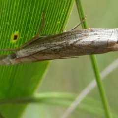 Culladia cuneiferellus (Crambinae moth) at Charleys Forest, NSW - 3 Jan 2024 by arjay