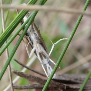 Culladia cuneiferellus at QPRC LGA - 3 Jan 2024