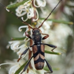 Aridaeus thoracicus (Tiger Longicorn Beetle) at Vincentia, NSW - 3 Jan 2024 by Miranda