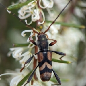 Aridaeus thoracicus at Jervis Bay National Park - 3 Jan 2024