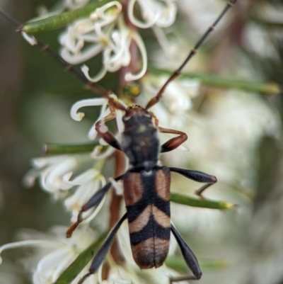 Aridaeus thoracicus (Tiger Longicorn Beetle) at Vincentia, NSW - 3 Jan 2024 by Miranda