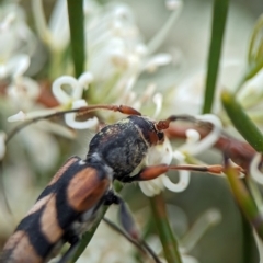 Aridaeus thoracicus at Jervis Bay National Park - 3 Jan 2024