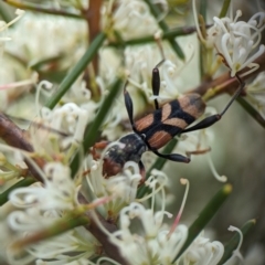 Aridaeus thoracicus at Jervis Bay National Park - 3 Jan 2024 04:45 PM