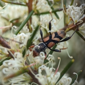 Aridaeus thoracicus at Jervis Bay National Park - 3 Jan 2024
