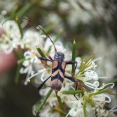 Aridaeus thoracicus at Jervis Bay National Park - 3 Jan 2024 04:45 PM
