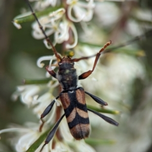 Aridaeus thoracicus at Jervis Bay National Park - 3 Jan 2024