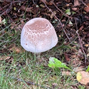 Agaricus 'xanthodermus group' at Amaroo, ACT - 4 Jan 2024 08:03 PM