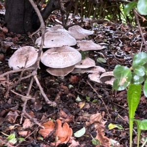 Agaricus 'xanthodermus group' at Amaroo, ACT - 4 Jan 2024 08:03 PM