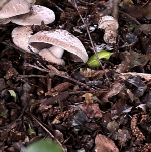 Agaricus 'xanthodermus group' at Amaroo, ACT - 4 Jan 2024 08:03 PM