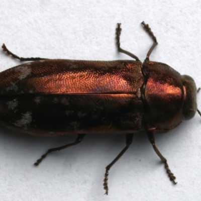 Diphucrania marmorata (Jewel beetle) at Ainslie, ACT - 4 Jan 2024 by jb2602