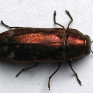 Diphucrania marmorata at Mount Ainslie - 4 Jan 2024