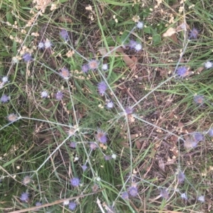 Eryngium ovinum at Yarramundi Grassland
 - 2 Jan 2024 07:53 PM