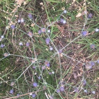 Eryngium ovinum (Blue Devil) at Yarralumla, ACT - 2 Jan 2024 by dwise