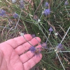 Eryngium ovinum at Yarramundi Grassland
 - 2 Jan 2024 07:53 PM