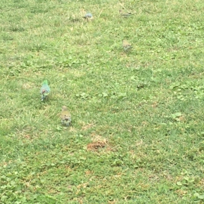 Psephotus haematonotus (Red-rumped Parrot) at Belconnen, ACT - 2 Jan 2024 by dwise