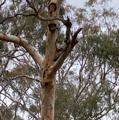 Callocephalon fimbriatum (Gang-gang Cockatoo) at Gungaderra Grasslands - 31 Dec 2023 by Rosie