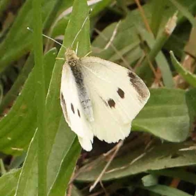 Pieris rapae (Cabbage White) at City Renewal Authority Area - 4 Jan 2024 by ConBoekel