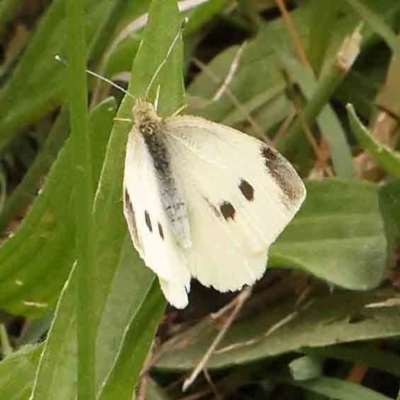 Pieris rapae (Cabbage White) at Sullivans Creek, Turner - 4 Jan 2024 by ConBoekel