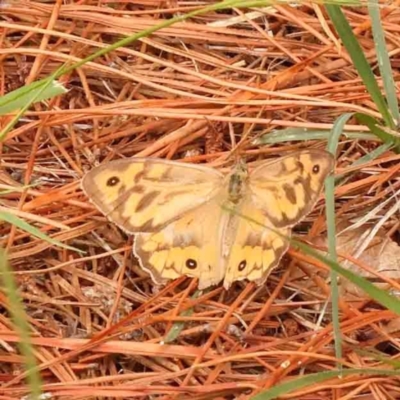 Heteronympha merope (Common Brown Butterfly) at City Renewal Authority Area - 4 Jan 2024 by ConBoekel