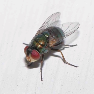 Chrysomya sp. (genus) at Turner, ACT - 31 Dec 2023 10:09 PM