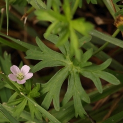 Geranium sp. Pleated sepals (D.E.Albrecht 4707) Vic. Herbarium at Turner, ACT - 4 Jan 2024 by ConBoekel