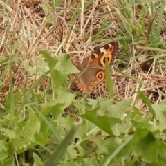 Junonia villida (Meadow Argus) at Turner, ACT - 4 Jan 2024 by ConBoekel