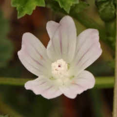 Malva neglecta (Dwarf Mallow) at Sullivans Creek, Turner - 4 Jan 2024 by ConBoekel