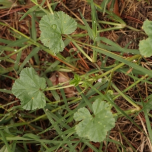 Malva neglecta at Sullivans Creek, Turner - 4 Jan 2024