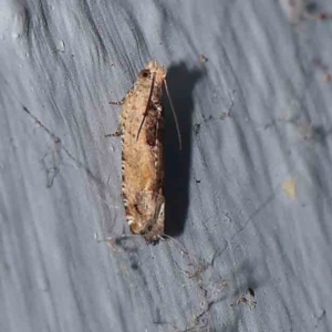 Crocidosema plebejana at Turner, ACT - 31 Dec 2023 10:06 PM