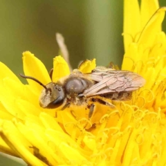 Lasioglossum (Chilalictus) lanarium (Halictid bee) at City Renewal Authority Area - 4 Jan 2024 by ConBoekel
