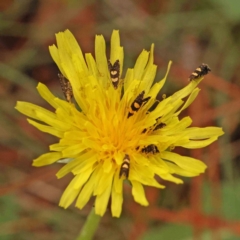 Glyphipterix chrysoplanetis (A Sedge Moth) at Haig Park - 4 Jan 2024 by ConBoekel