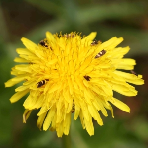 Glyphipterix chrysoplanetis at City Renewal Authority Area - 4 Jan 2024 11:04 AM