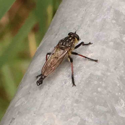 Unidentified Robber fly (Asilidae) at Haig Park - 4 Jan 2024 by ConBoekel