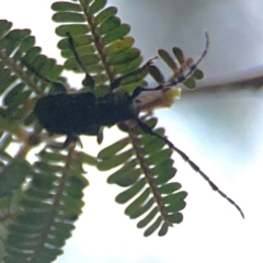 Ancita sp. (genus) (Longicorn or longhorn beetle) at Mount Ainslie to Black Mountain - 2 Jan 2024 by Hejor1