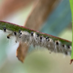 Uraba lugens (Gumleaf Skeletonizer) at Forde, ACT - 4 Jan 2024 by Hejor1